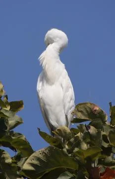 Heron sitting on a tree branch Stock Photos