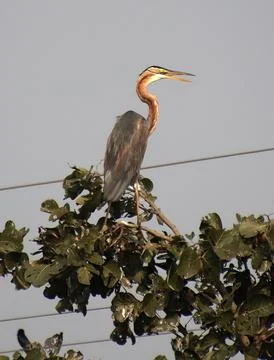 Heron sitting on a tree branch Stock Photos