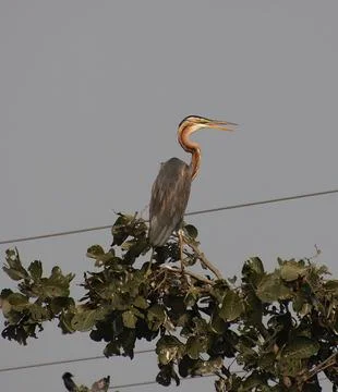 Heron sitting on a tree branch Stock Photos