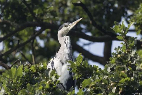 Heron sitting in tree Foto stock