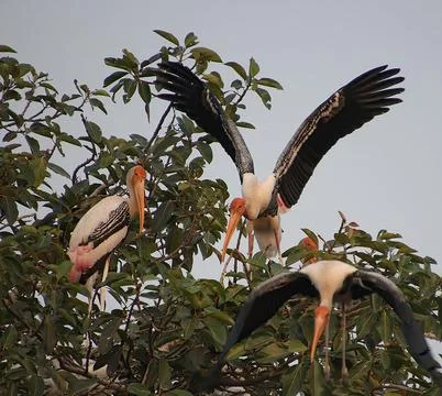Heron sitting on a tree Stock Photos