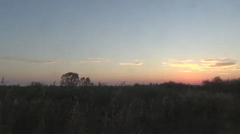 Heron in the sky, branches 動画素材 55216711