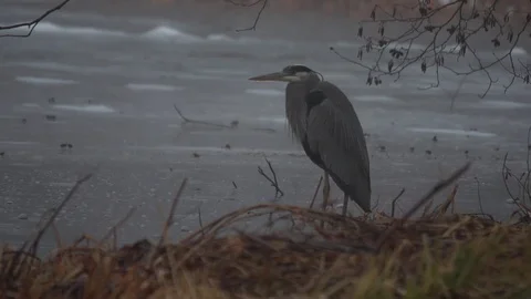 Heron Slow Motion Video stock 84795466