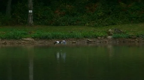 Heron slowmotion Stock Footage 10917542
