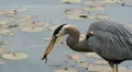 Heron With Small Fish HD Footage