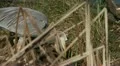 Heron with Small Fish HD Footage