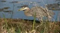 Heron With Small Fish HD Footage