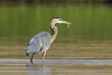 Heron with a small fish in its beak. Stock Photos