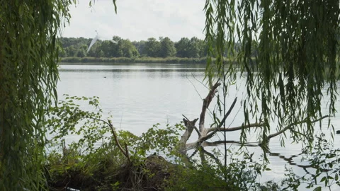A Heron Soaring to Flight Over the Lake Stock Footage 173763986