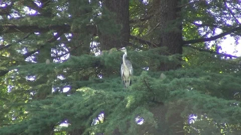 Heron on spruce Stock Footage 8601133