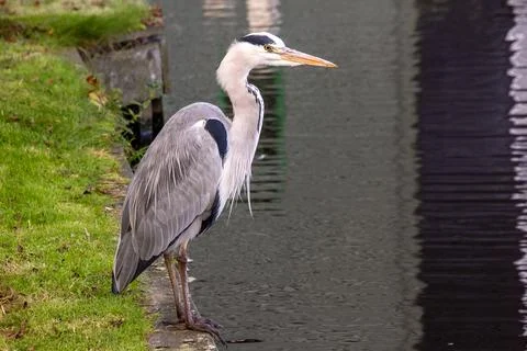 Heron stadning at the waterside Stock Photos