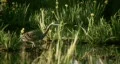 Heron Stalking Fish HD Footage