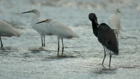Heron Stalking in the River While Egrets Gather in the Background Stock Footage 303846968