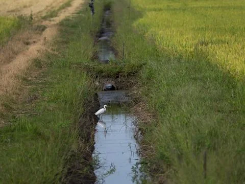 A heron stand in ditch between two fields Stock Photos