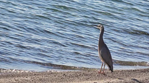 A Heron standing on the beach Video stock 93165670