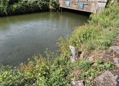 Heron standing by canal under small bridge Stock Photos