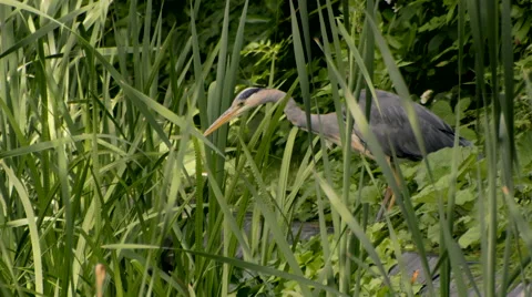 Heron Standing on Edge of Pond Stock Footage 44101886