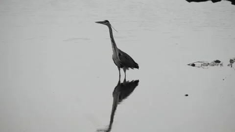 Heron standing in Lake Vidéo 282742466