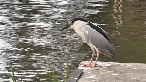Heron standing by river edge as another bird lands Video stock 314708761