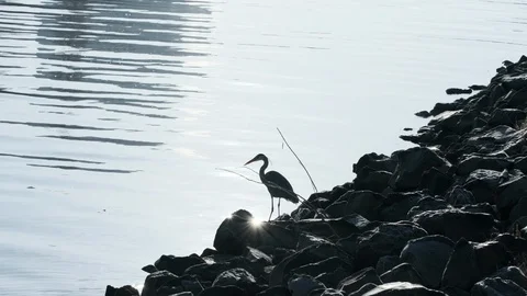 A heron standing on the shore, trying to catch food Video stock 123291504