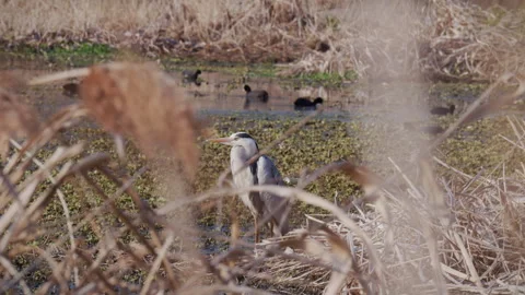 A heron standing still in a lake Vidéo 334029465