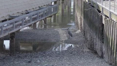 Heron standing on tidal mud under pier during low tide. 库存影片 311833281