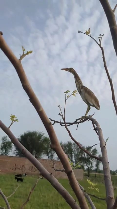 Heron Standing on a Tree Branch in a Rural Field 스톡 동영상 343773685