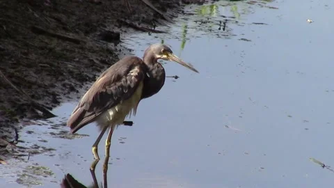 Heron Standing in Water Stock Footage