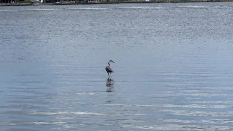Heron standing in water of Halifax River Florida Stock Footage 236874077