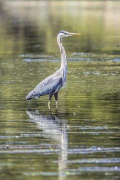 Heron standing in the water. Stock Photos