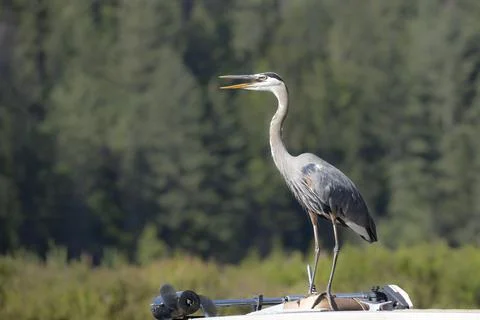 Heron stands on a boat. Stock Photos