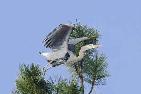 Heron starts to take off from tree. Stock Photos