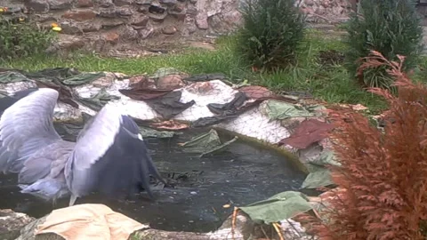 Heron Stealing goldfish 5 Stock Footage 143586512