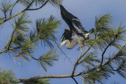 Heron with stick flaps wings. Stock Photos