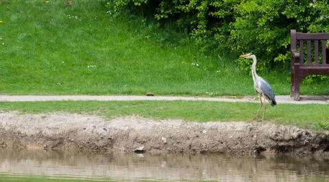 Heron Stood Next To Bench Stock Photos