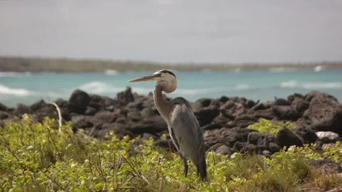Heron Stork wakens Stock Footage 118213090