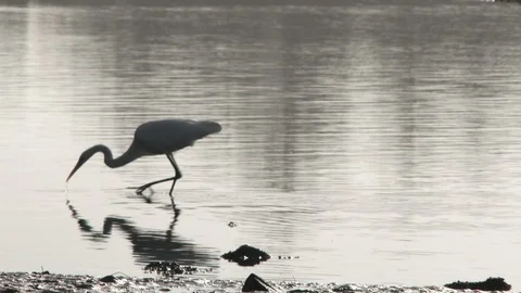 Heron Strikes At Fish During Low Tide Stock Footage 122395262