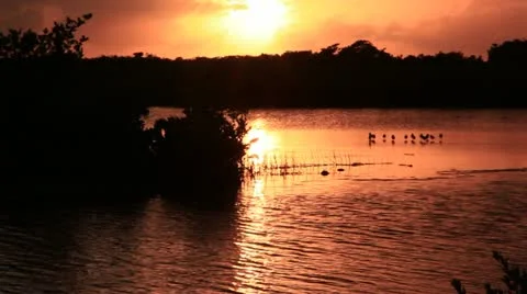 Heron in sunset 2 Video stock 10950283