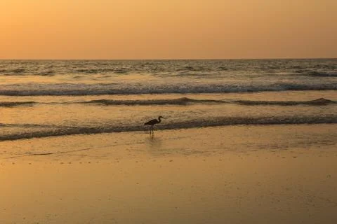 Heron at sunset collects shellfish on the beach Stock Photos