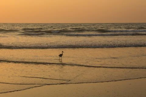 Heron at sunset collects shellfish on the beach Stock Photos