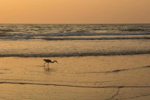 Heron at sunset collects shellfish on the beach Stock Photos