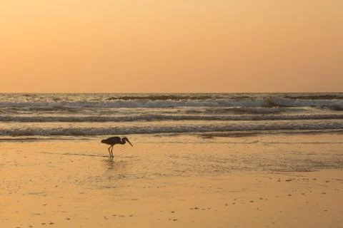 Heron at sunset collects shellfish on the beach Stock Photos