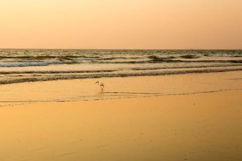 Heron at sunset collects shellfish on the beach Stock Photos