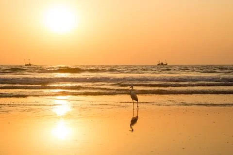 Heron at sunset collects shellfish on the beach Stock Photos