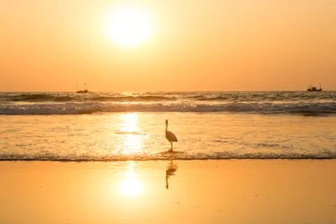 Heron at sunset collects shellfish on the beach Stock Photos