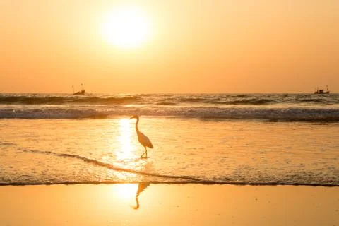 Heron at sunset collects shellfish on the beach Stock Photos