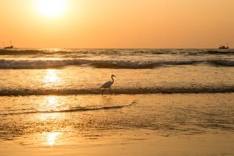 Heron at sunset collects shellfish on the beach Stock Photos