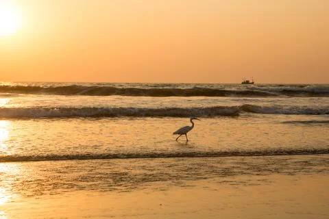 Heron at sunset collects shellfish on the beach Stock Photos