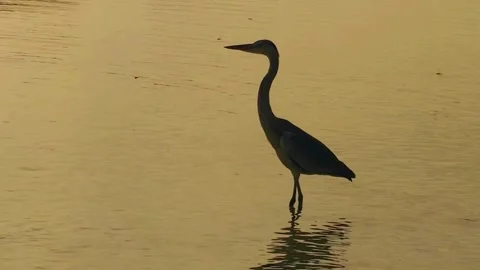 Heron in Sunset Stock Footage 282829280