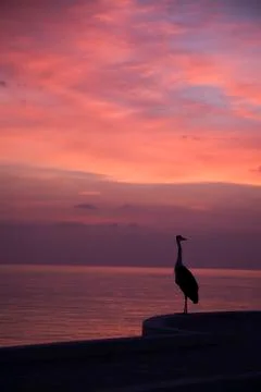 Heron at sunset Stock Photos